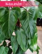Filodendron Red Emerald oczyszczający powietrze do biura do kawiarni do restauracji do mieszkania , Philodendron Red Emerald