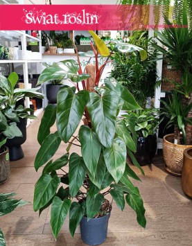 Filodendron Red Emerald kup w krakowie lub online z dostawą ze sklepu, Philodendron Red Emerald