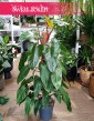Filodendron Red Emerald kup w krakowie lub online z dostawą ze sklepu, Philodendron Red Emerald
