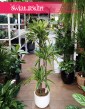 Dracena Lemon Lime 3 pnie, Dracaena Lemon Lime 3 pnie