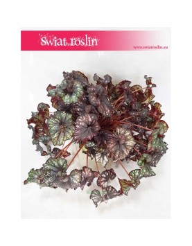 Begonia Królewska, Begonia Magic Colours, Begonia Rex Cultorum 1