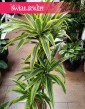 Dracena Lemon Lime 3 pnie do biura do domu do firmy sklep internetowy online, Dracaena Lemon Lime 3 pnie