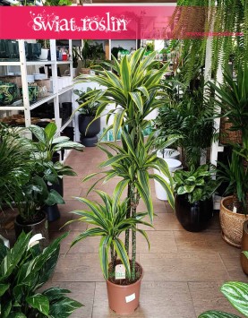 Dracena Lemon Lime 3 pnie, Dracaena Lemon Lime 3 pnie do kupienia w sklepie wysyłka roślin
