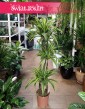Dracena Lemon Lime 3 pnie  do kupienia w sklepie w Krakowie lub z wysyłką, Dracaena Lemon Lime 3 pnie
