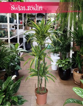 Dracena Lemon trzypienna, Dracaena Lemon Lime trzypienn