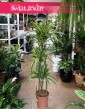 Dracena Lemon trzypienna, Dracaena Lemon Lime trzypienn