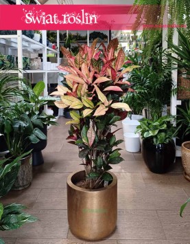 Kroton Mrs. Iceton, Trójskrzyn Mrs. Iceton, Codiaeum Mrs. Iceton