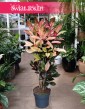 wspaniała kolorowa roślina Kroton Iceton, Trójskrzyn Mrs. Iceton, Codiaeum Mrs. Iceton, Duży Kroton Mrs. Iceton