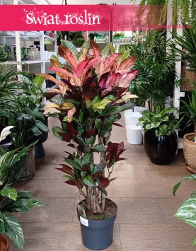 Kroton Mrs. Iceton, Trójskrzyn Mrs. Iceton, Codiaeum Mrs. Iceton najlepsza jakość najlepsza cena