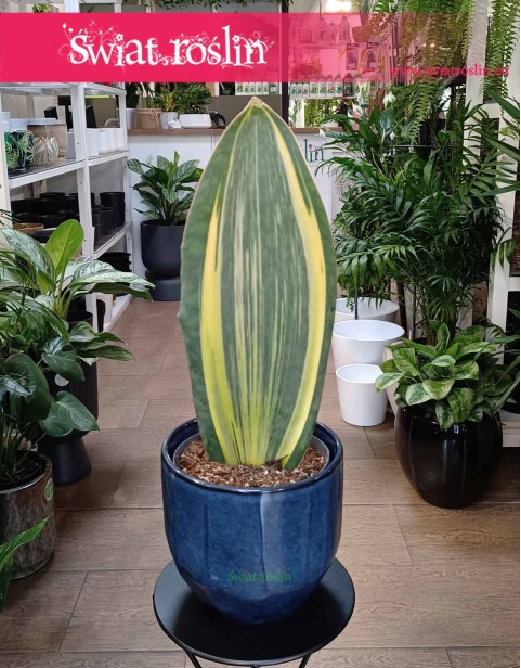 Sansevieria Masoniana Variegata, Sansewiera Masoniana Variegata