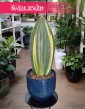 Sansevieria Masoniana Variegata, Sansewiera Masoniana Variegata