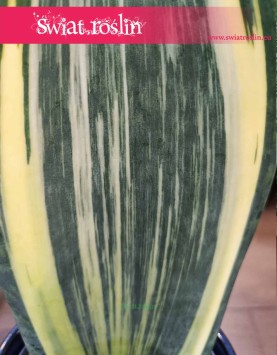 Sansevieria Masoniana Variegata kolekcjonerska do kupienia onl;ine z dostawą, Sansewiera Masoniana Variegata