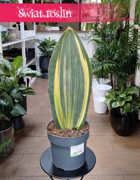 Sansevieria Masoniana Variegata roslinaa dlaa koneserów ze sklepu internetowego online, Sansewiera Masoniana Variegata