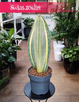 Sansevieria Masoniana Variegata do kupienia w sklepie internetowym online z dostawą, Sansewiera Masoniana Variegata