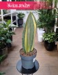 Sansevieria Masoniana Variegata w najlepszej cenie i jakości z dostawą pod drzwi, Sansewiera Masoniana Variegata