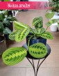 Maranta Lemon Lime, Maranta Leuconeura Lemon Lime