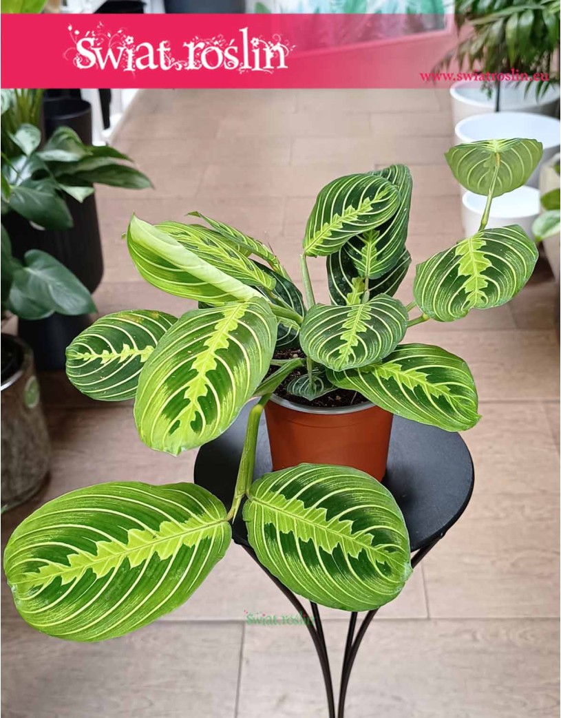 Maranta Lemon Lime, Maranta Leuconeura Lemon Lime do kupienia w najlepszej cenie z dostawą do domu biura lub firmy