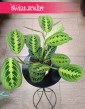 Maranta Lemon Lime w najlepszej cenie i jakości z dostawą pod drzwi, Maranta Leuconeura Lemon Lime