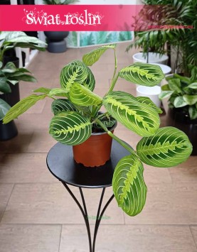Maranta Lemon Lime do kupienia w sklepie internetowym online z dostawa, Maranta Leuconeura Lemon Lime
