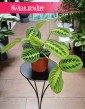 Maranta Lemon Lime do kupienia w sklepie internetowym online z dostawa, Maranta Leuconeura Lemon Lime