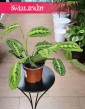 Maranta Lemon Lime do kupienia w Krakowie lub online z dostawą, Maranta Leuconeura Lemon Lime