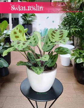 Maranta Kerchoveana, Maranta Leuconeura Kerchoveana