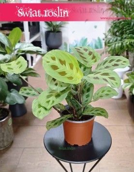 Maranta Kerchoveana w najlepszej cenie i jakosci do kupienia online z dostawą, Maranta Leuconeura Kerchoveana