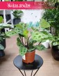 Maranta Kerchoveana roślina do biura do firmy do mieszkania do salonu do sypialni, Maranta Leuconeura Kerchoveana