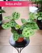 Maranta Kerchoveana kup w Krakowie lub online z dostawą pod drzwi, Maranta Leuconeura Kerchoveana