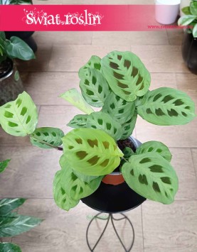 Maranta Kerchoveana do kupienia ow sklepie internetowym online z dostawą, Maranta Leuconeura Kerchoveana