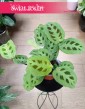 Maranta Kerchoveana do kupienia ow sklepie internetowym online z dostawą, Maranta Leuconeura Kerchoveana