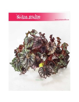 Begonia Królewska, Begonia Magic Colours, Begonia Rex Cultorum 4