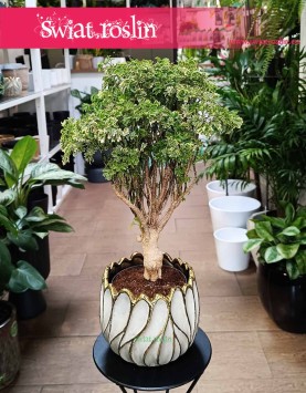 Polyscias Ming Gold Bonsai, Aralia Ming Gold Bonsai