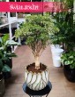 Polyscias Ming Gold Bonsai, Aralia Ming Gold Bonsai