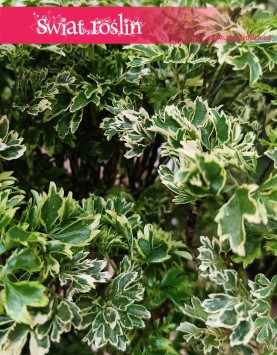 Polyscias Ming Gold Bonsai kup online ze sklepu Świat Roślin w Krakowie, Aralia Ming Gold Bonsai