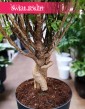 Polyscias Ming Gold Bonsai, Aralia Ming Gold Bonsai do kupienia w Krakowie lub online z dostawą pod drzwi