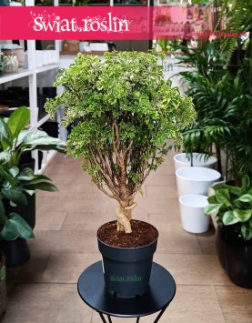 Polyscias Ming Gold Bonsai sklep internetowy online z dostawąą pod drzwi, Aralia Ming Gold Bonsai