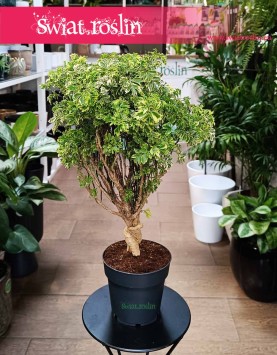 Polyscias Ming Gold Bonsai to kupienia o nline z dostawą, Aralia Ming Gold Bonsai