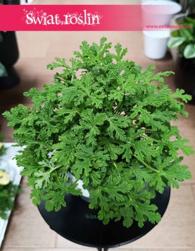 Pelargonium Graveolens Mosquito Fighter do kupienia online z dostawą, Geranium Mosquito Fighter