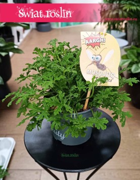 Pelargonium Graveolens Mosquito Fighter, Geranium Mosquito Fighter do kupienia w sklepie internetowym online