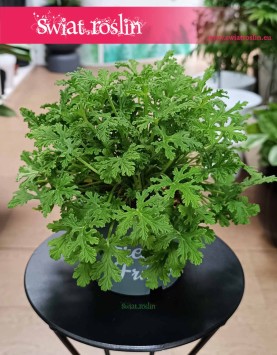 Pelargonium Graveolens Mosquito Fighter do kupienia w Krakowie lub online , Pelargonia Graveolens Mosquito Fighter