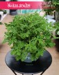 Pelargonium Graveolens Mosquito Fighter do kupienia w Krakowie lub online , Pelargonia Graveolens Mosquito Fighter
