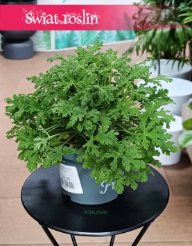 Pelargonia Graveolens Mosquito Fighter w najlepszej ceni i jakości z dostawą online, Geranium Mosquito Fighter
