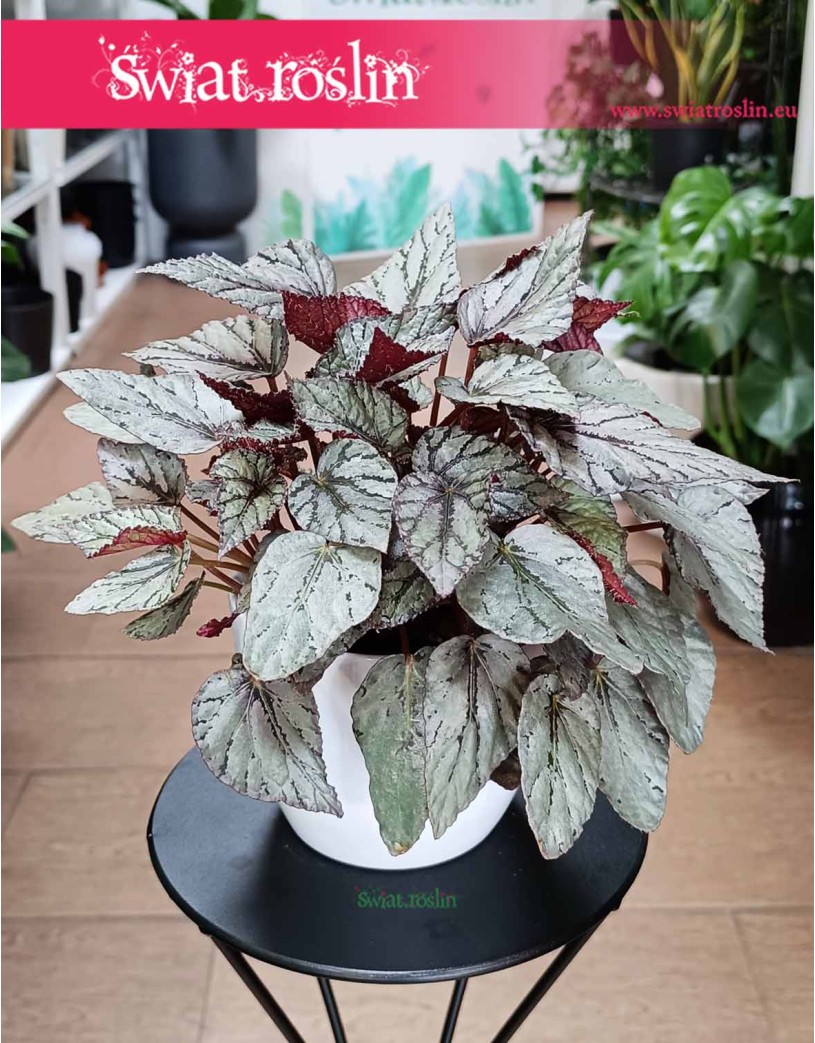 Begonia Rex Beleaf Arctic Breeze