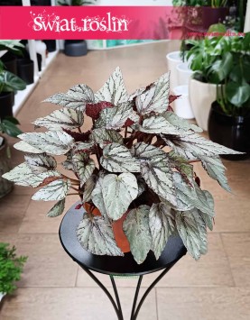 Begonia Rex Beleaf Arctic Breeze do kupienia w sklepie internetowym online z dostawą pod drzwi