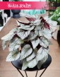 Begonia Rex Beleaf Arctic Breeze kup w krakowie lub internetowo online z dostawą
