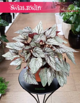 Begonia Rex Beleaf Arctic Breeze w najlepszej cenie i jakości z wysyłko pod wskazany adres