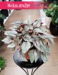 Begonia Rex Beleaf Arctic Breeze w najlepszej cenie i jakości z wysyłko pod wskazany adres
