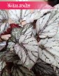 Begonia Rex Beleaf Arctic Breeze z pięknymi mroźnymi lodowymi liśćmi