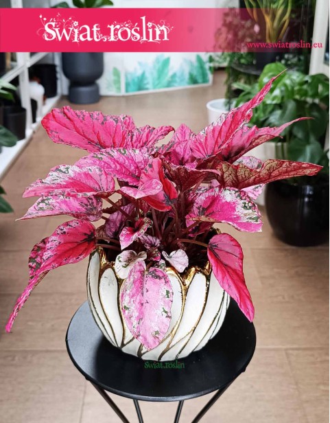 Begonia Rex Beleaf Indian Summer